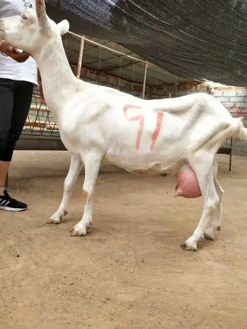 [萨能奶山羊 50-80斤]场地直供,量大从优,品质保证,欢迎咨询购买.