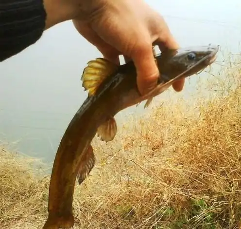 四川鱼苗|眉山水产|眉山鱼苗|沟鲶鱼苗