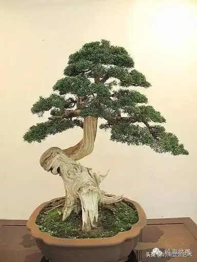 柏树盆景图片大全欣赏 柏树盆景种类图解