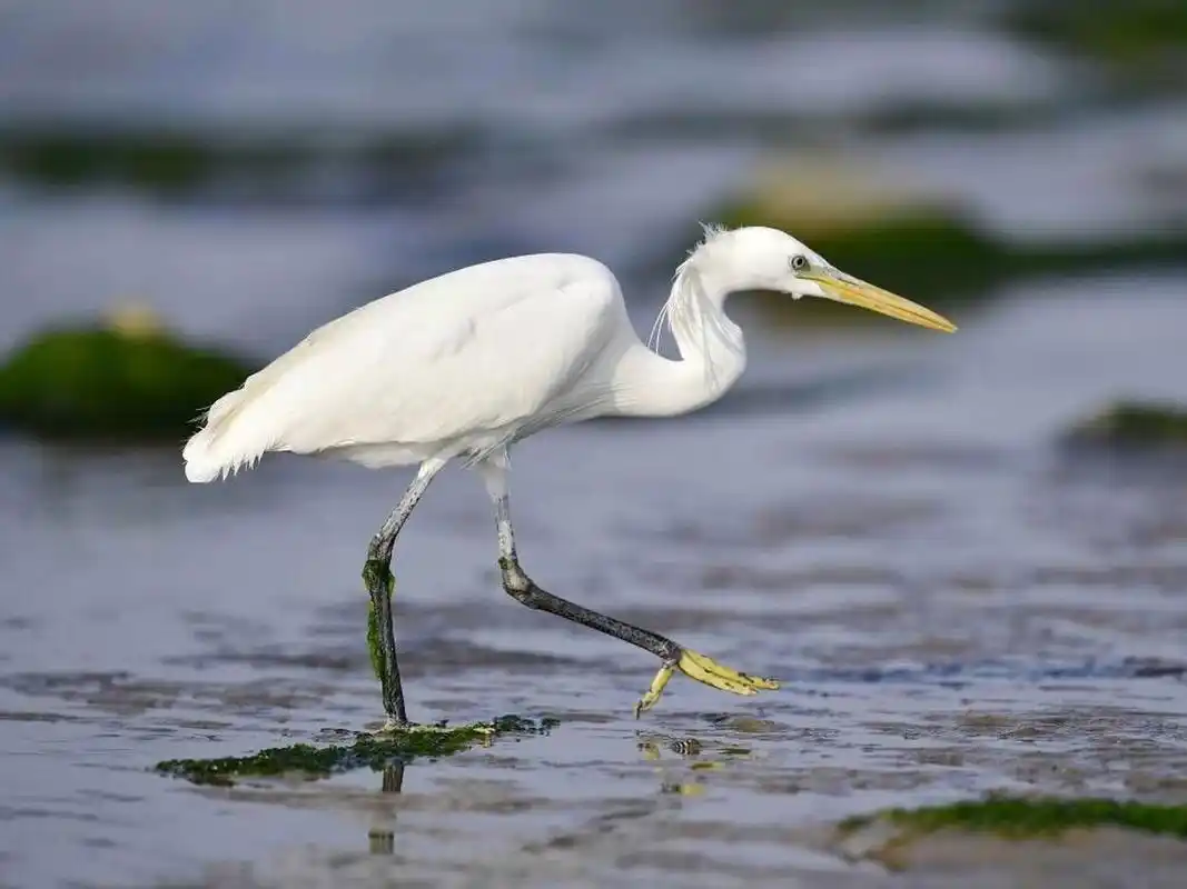 黄嘴白鹭是国家一级保护动物 黄嘴白鹭(学名:egretta eulophotes),也