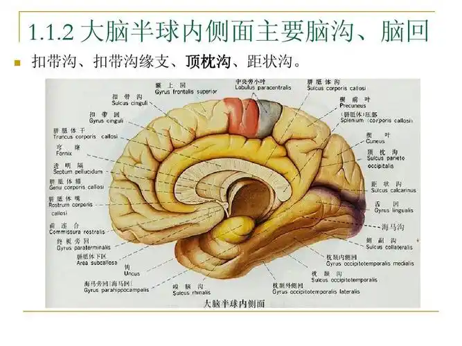 血管解剖,mri图片为3d-t1ffe各向同性序列重建所得,脑部解剖结构清晰