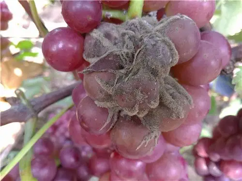 葡萄灰霉病有效防治措施,从这一步开始!