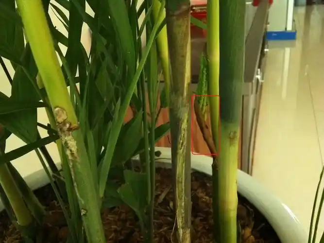 富贵椰子叶片有点发干,没有光泽,有的叶片叶尖变死黑色枯了,接穗的