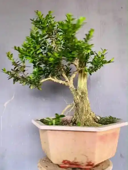 小叶皱皮雀舌黄杨,用云片的方式修剪造型成风动式盆景,看操作!-度小视