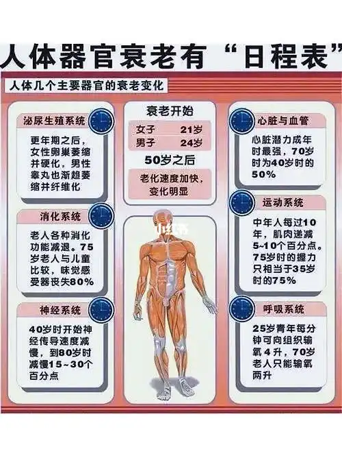 人体器官衰老有日程表