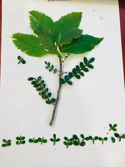 春天绿意浓,树叶好作画