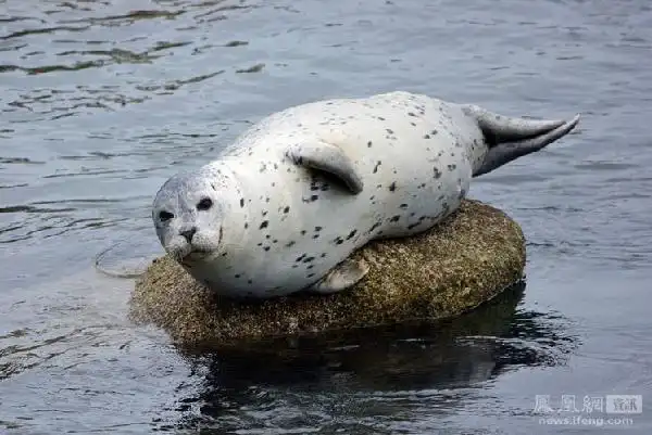 照片摄于美国加州蒙特利的港口内,拍下的这只港海豹正在水中的一块