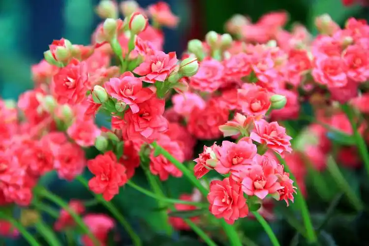 繁花似锦壁纸图片