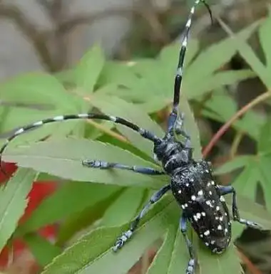 山水牛昆虫养殖
