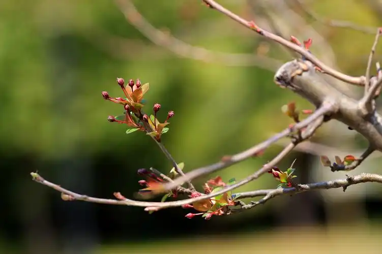 春天,拍花的季节