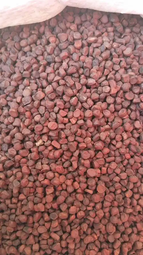 马蔺子多少钱一斤  马蔺子哪里有卖