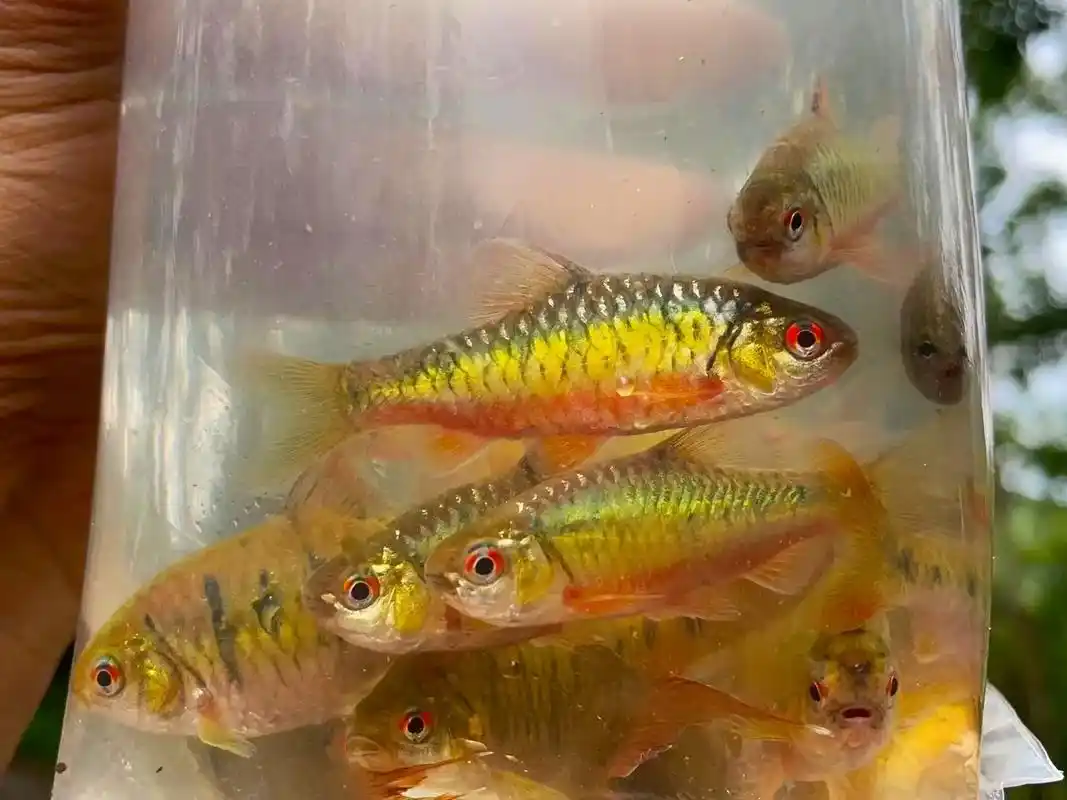 带你进原生坑的是不是条纹小鲃?#原生鱼  - 抖音