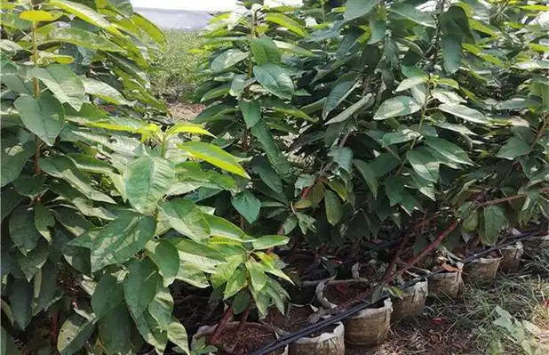 美早樱桃果实大,外观特别漂亮,果实呈鲜红至浓红色,心脏形,缝合线一面