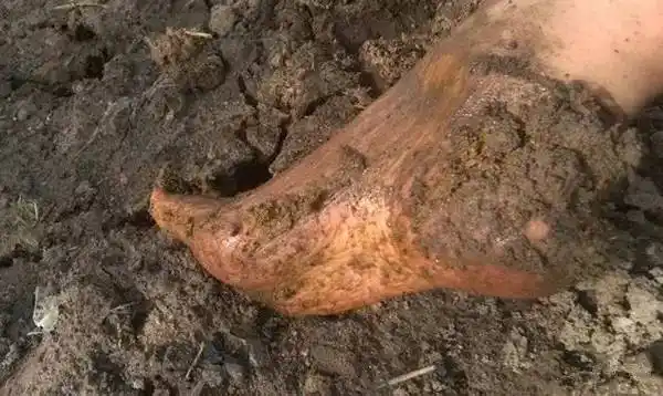 城口城市套路深,还是农民最实在.