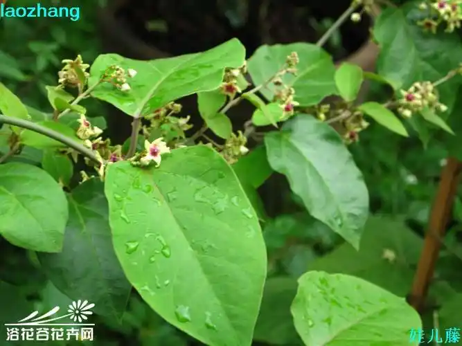 娃儿藤七层楼图片