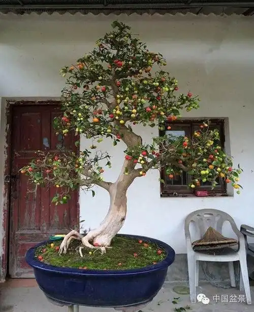 盆景鉴赏评论有讲究