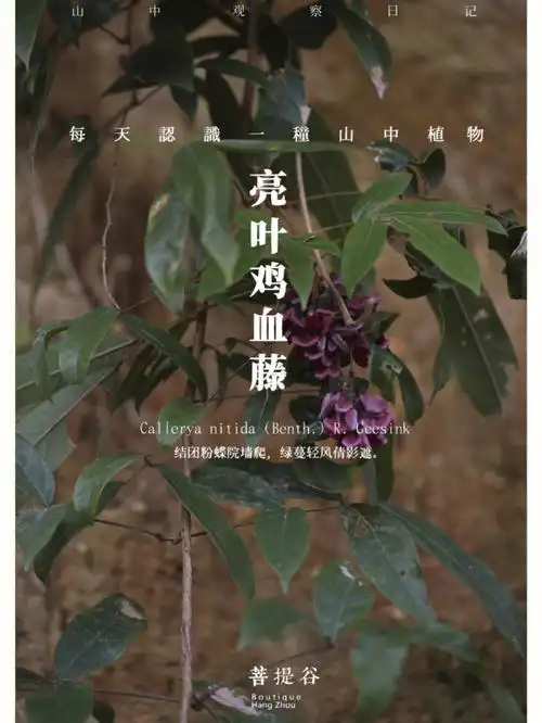 每天认识一种山间植物亮叶鸡血藤