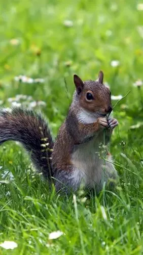 松鼠吃草,绿色,鲜花 iphone 壁纸