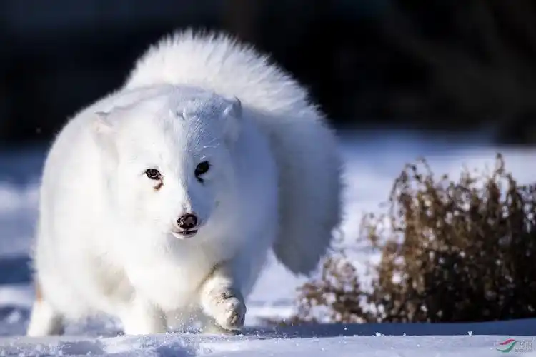 北极狐贺获动物精华
