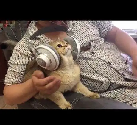 铲屎官给猫咪听音乐,不料喵星人的表情却是亮了,让人看了就想笑