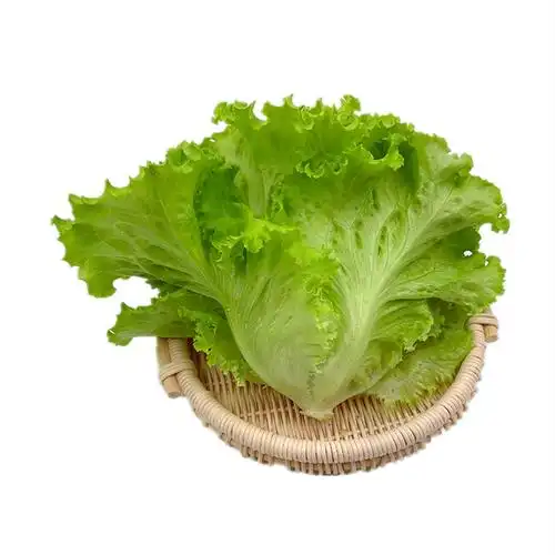 罗莎绿生菜新鲜花叶花边西餐配菜果蔬绿色蔬菜沙拉火锅食材