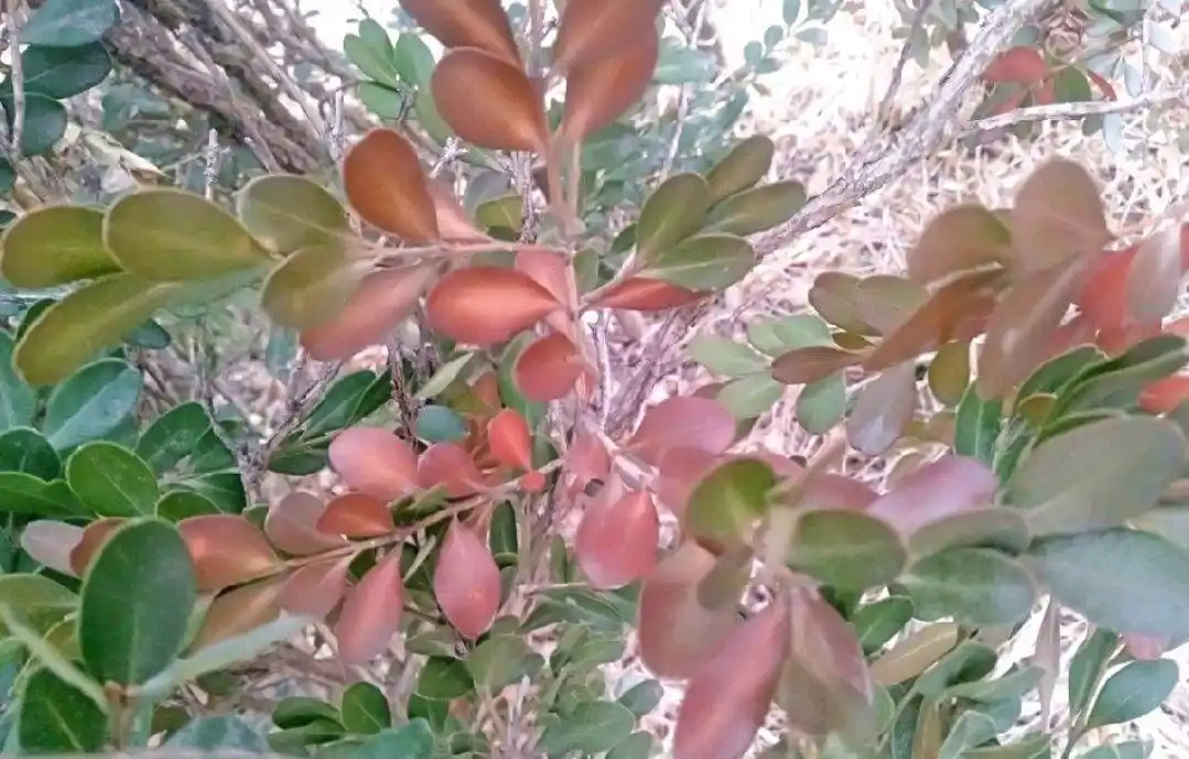 生命力顽强的:大叶黄杨和小叶黄杨