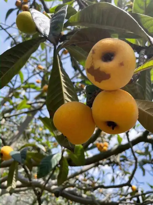 上海  #摘枇杷  #赵巷  #白玉枇杷  #上海团长今年上海疫情,枇杷快