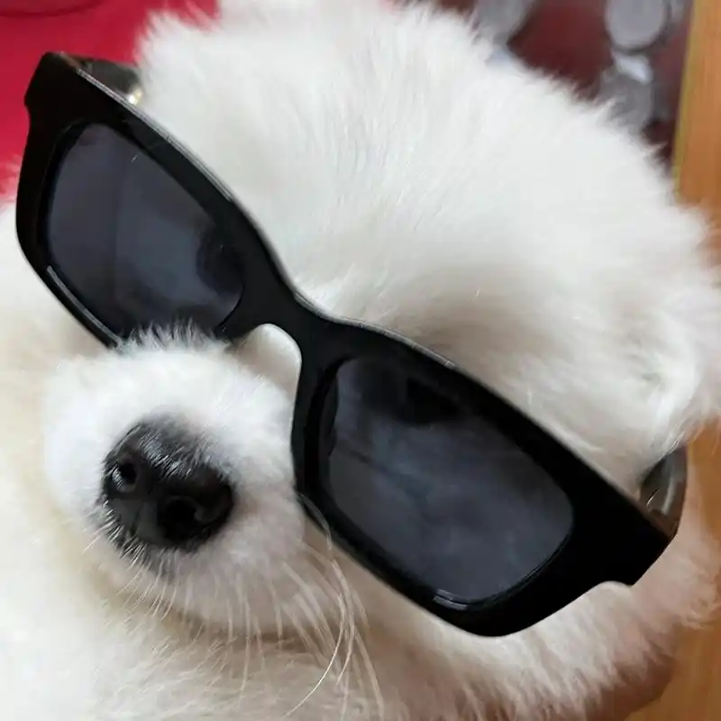 狗狗头像# #萨摩耶# #萌宠成长记