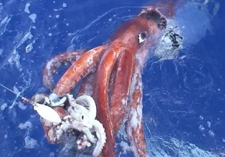 大王乌贼的生活习性