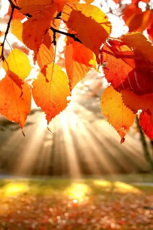 唯美秋天枫叶风景手机壁纸