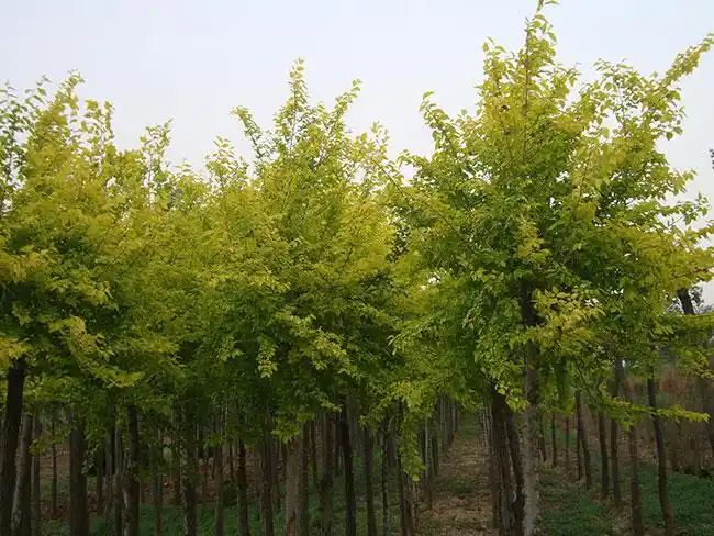 榆树的经济价值怎么样榆树有发展前景吗