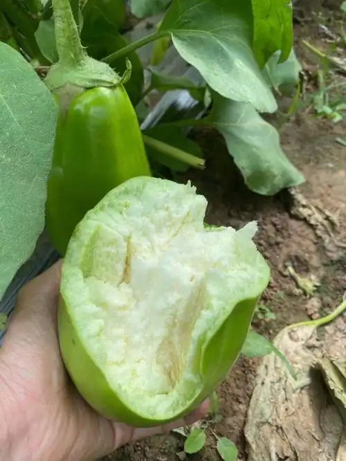 玫栀河南特产绿茄子农家自种新鲜绿皮茄子生吃青茄子2500g