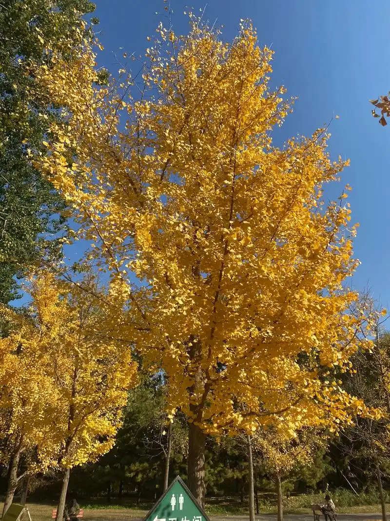 北京观银杏叶网红打卡地常营公园