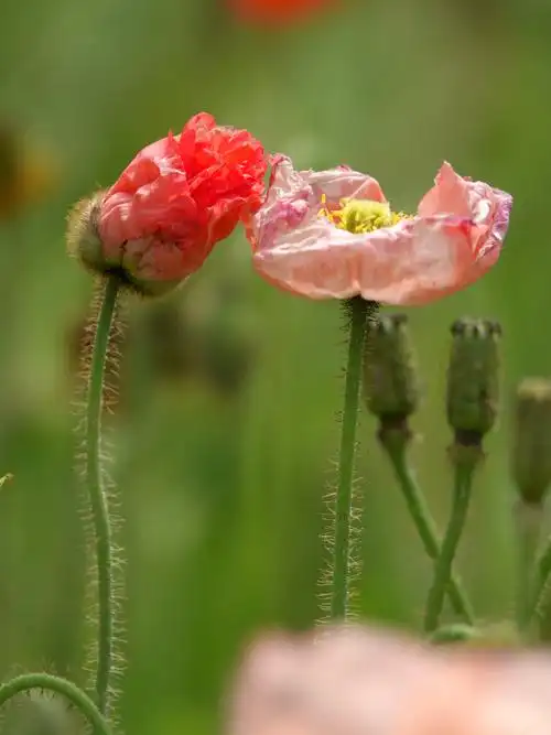 功能:花和全株入药,含多种生物碱,有镇咳,止泻,镇痛,镇静等