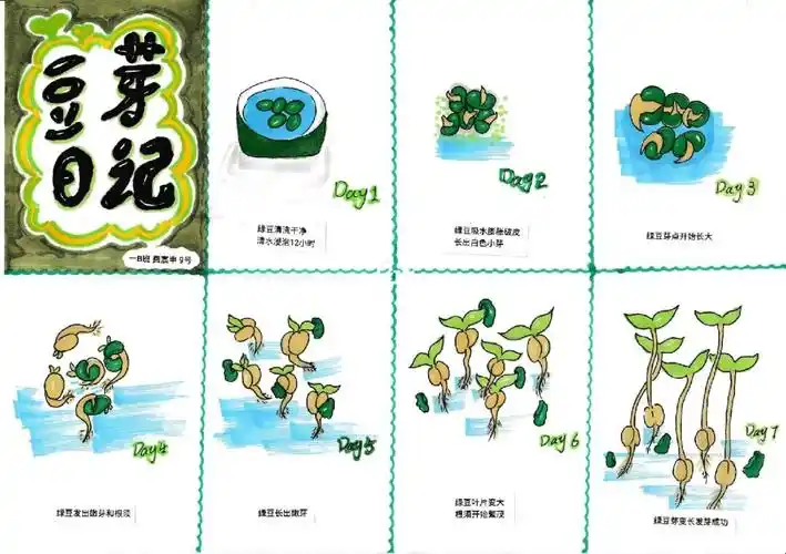 绿豆芽观察日记