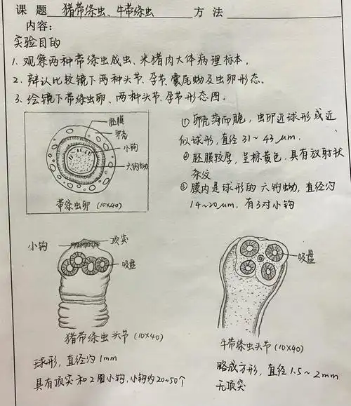 绘图:绦虫卵牛带绦虫 猪带绦虫的头节和孕节#寄生虫  #医学生的日常