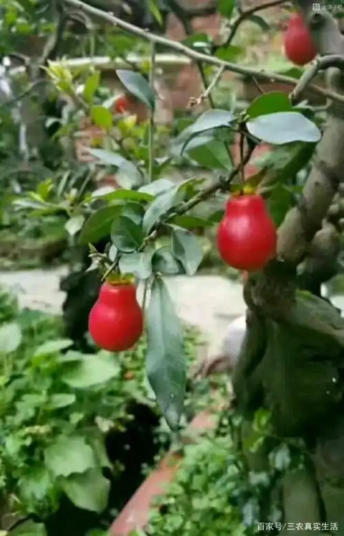 什么样的金弹子果最受欢迎?三位网友给出了最真实的答案