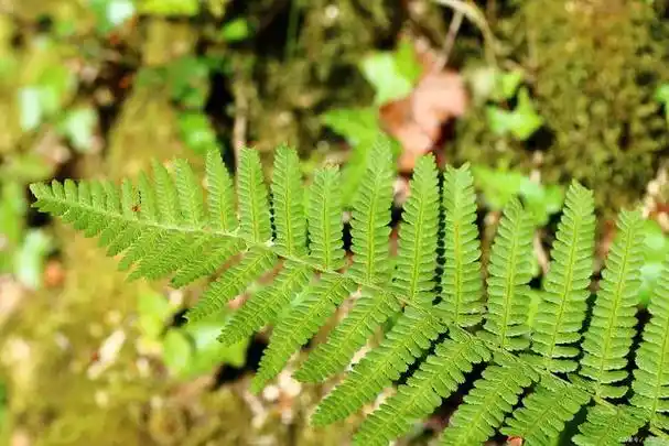 蜈蚣草:神奇的药用植物及其应用