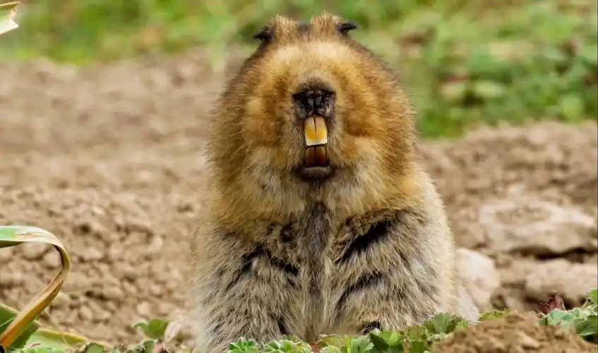 大东非鼹鼠:讨厌没有边界感的狗子-野生麦客-野生麦客-哔哩哔哩视频