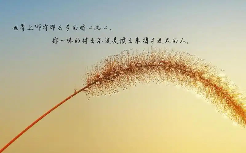 扫描到手机 文字图片伤感图片悲凉看透人心文字伤感 内容简介 看透