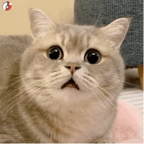 沙雕猫可爱猫表情包