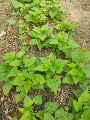 红薯叶又名地瓜叶,有许多用途,如提高免疫力,保护视力,延缓衰老,解毒