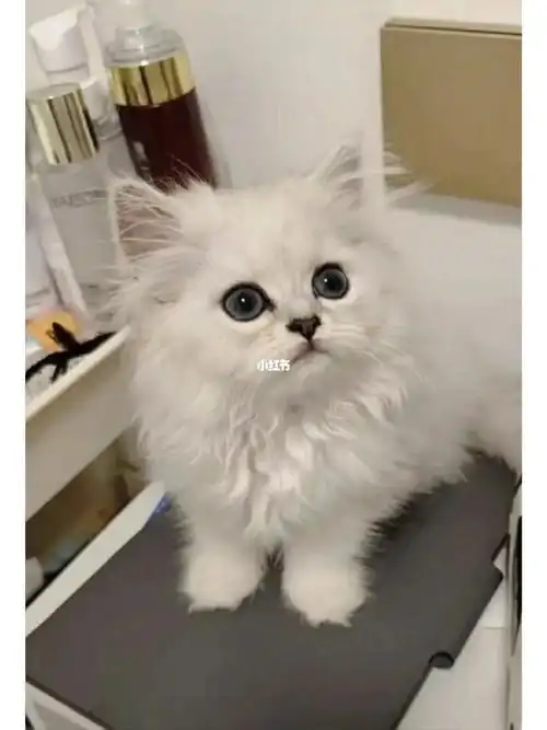 猫咪金吉拉幼猫自家喂养小偿领养