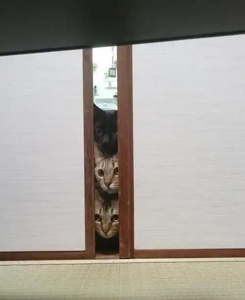 喵星人们躲在房门口偷看铲屎官,好奇模样却把人萌翻!