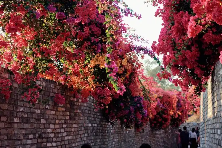 广州花都马岭观花植物园,#三角梅  #马岭观花植物园