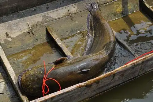 钓获42斤巨型大口鲇出价2千欲买下此鱼