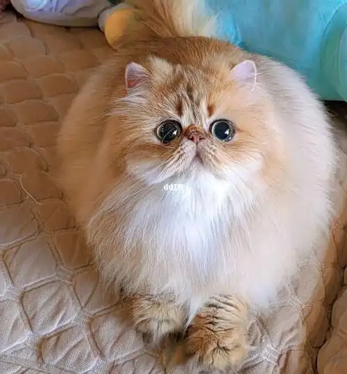 金吉拉猫金色波斯猫