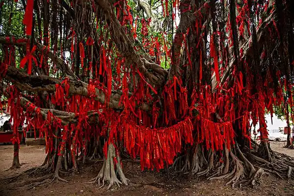 福建厦门大嶝岛许愿树