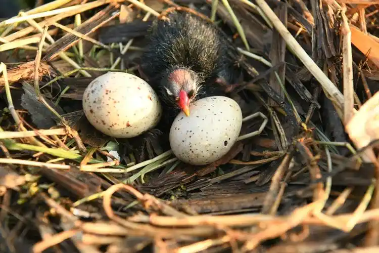 时下,正值黑水鸡孵化期,为有效避免其母鸟因外出觅食,其蛋,雏鸟遭受