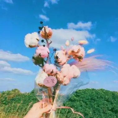 唯美小清新的静物头像   把美好留在明天